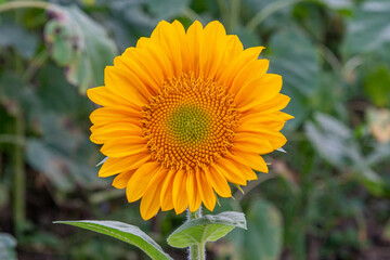 Giant orange sunflower bloom in field in summer
