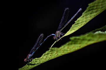 dragonfly on a leaf