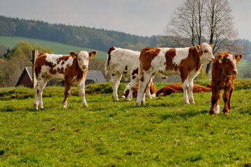 Fototapeta na wymiar Young cows on a green pasture 