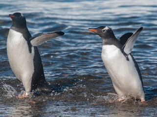  Gentoo Penguin,on an antarctic beach, Neko harbour,Antartica