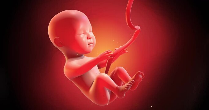 Human Fetus Moving Slowly In Mother’s Womb. Seamless Loop. Ready To Give Birth. Science And Health Related High Quality 4K 3D Animation