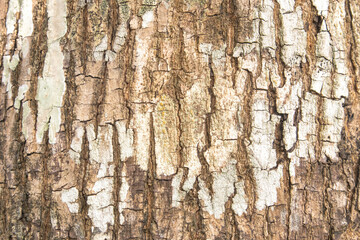 Fototapeta premium Bark texture of rain tree