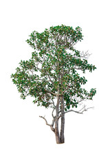 tropics tree isolated on white background. clipping path