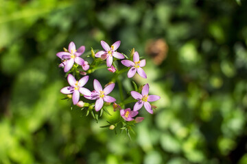 piccoli fiori selvatici in un campo