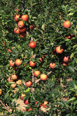 Cultivation of red apples in the Italian countryside, Emilia-Romagna