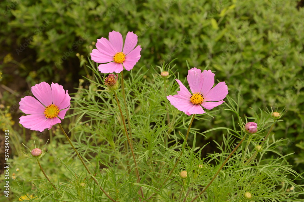 Canvas Prints Cosmos flower (Cosmos Bipinnatus) with blurred background