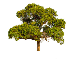 tree isolated on white background