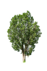 Fototapeta na wymiar green tree isolated for design on white background