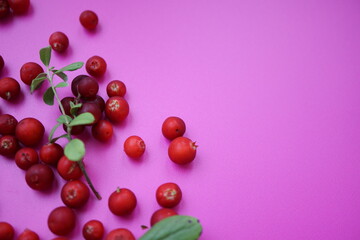 pink background and lingonberries in the corner