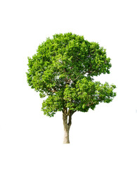 green tree isolated for design on white background