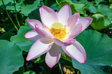 Blooming Lotus flower at Senshyu Park View of Akita prefecture, Japan