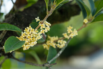 Osmanthus, a symbol of Chinese Mid-Autumn Festival