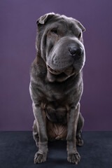 Sitting grey Sharpei dog looking at the camera isolated on a purple background