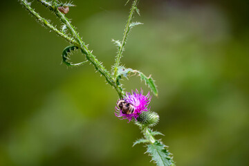 natural landscape in the reserve in summer