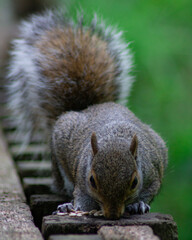 Squirrel Eating