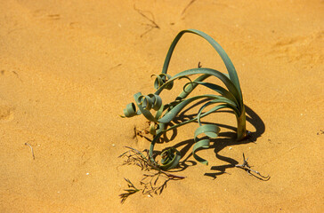 Battandiera amoena, Désert, Israel