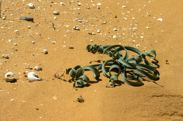 Battandiera amoena, Désert, Israel
