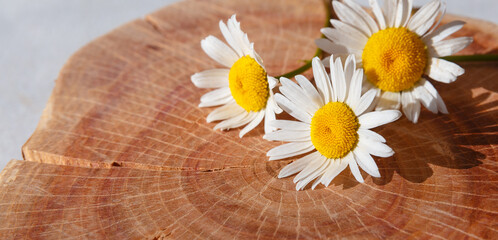 Obraz premium felled tree stump - part of the trunk with growth rings and white daisies