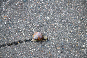 a fast snail covers a long distance on asphalt