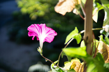 満開のアサガオ