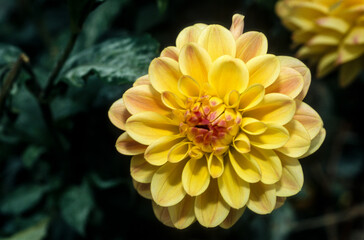 Dahlia, Dahlia 'Eclipse'