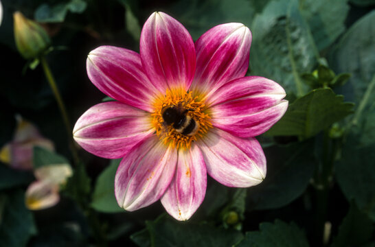 Dahlia nain, vari&eacute;t&eacute; Petit Coquin, bourdon