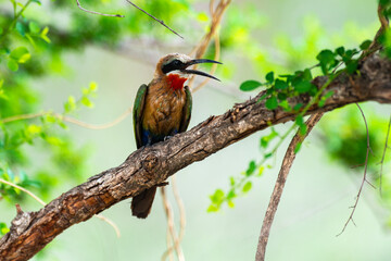 Guêpier à front blanc,.Merops bullockoides, White fronted Bee eater