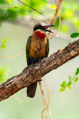 Guêpier à front blanc,.Merops bullockoides, White fronted Bee eater