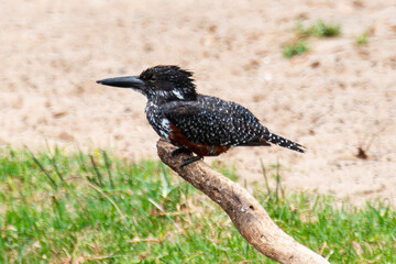 Martin pêcheur géant,.Megaceryle maxima, Giant Kingfisher