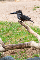 Martin pêcheur géant,.Megaceryle maxima, Giant Kingfisher