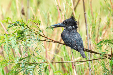 Martin pêcheur géant,.Megaceryle maxima, Giant Kingfisher
