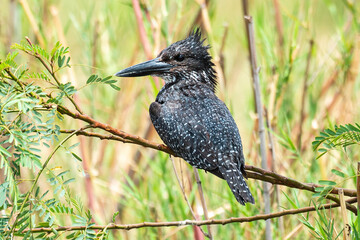 Martin pêcheur géant,.Megaceryle maxima, Giant Kingfisher