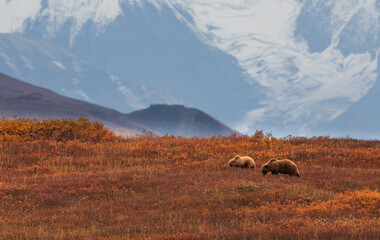 Obraz premium Grizzly Bear Sow and Cub in Denali National Park in Autumn
