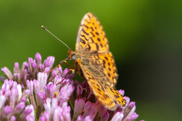 Alpine hairy close-up butterfly with a eye like soccer ball on purple flower