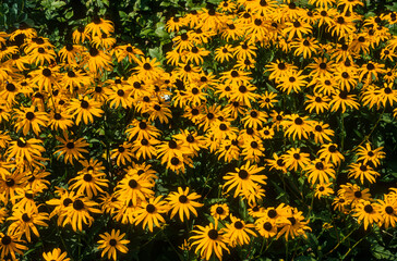 Rudbeckia, Rudbeckia fulgida, variété Sullivantîî Goldsturm