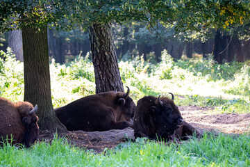 large brown Central Russian bison in the forest in natural conditions in summer