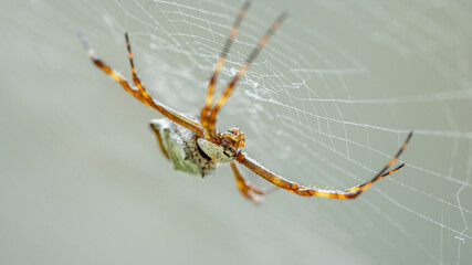 spider on a web