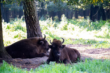 large brown Central Russian bison in the forest in natural conditions in summer