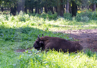 large brown Central Russian bison in the forest in natural conditions in summer