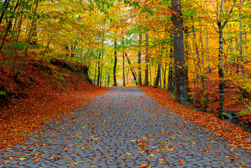 Image of colorful leaves falling down from tree branches in autumn. (Yedigöller). Yedigoller...
