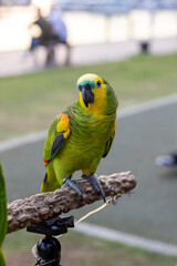 Green parrot at the park in Hong Kong