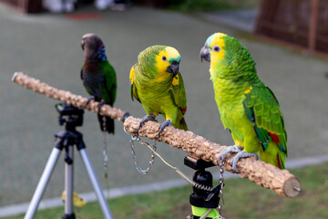 Green parrot at the park in Hong Kong