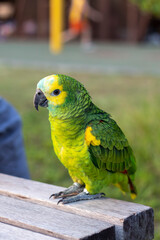 Green parrot at the park in Hong Kong