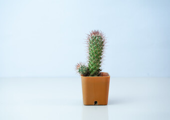Cactus isolated on white background. cactus in colorful ceramic pot.