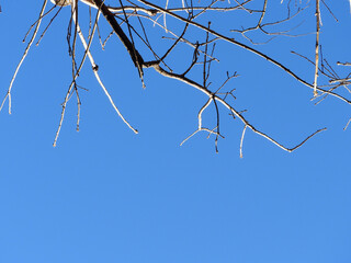 青空と枝