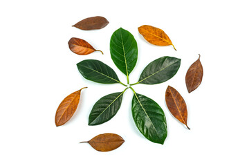 Dry leaves on a white background.