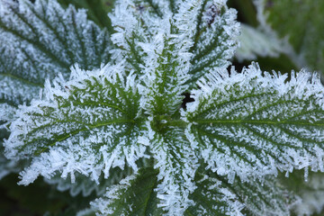 Frostbite leaves on a hoarfrost morning after first cold autumn night in Estonia, Northern Europe. 