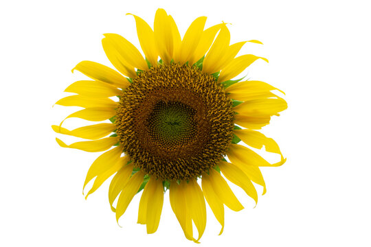 one yellow sunflower on  white background.