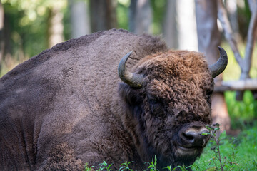 large brown Central Russian bison in the forest in natural conditions in summer