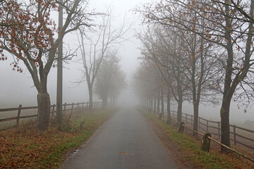 Fototapeta na wymiar Weg im Nebel